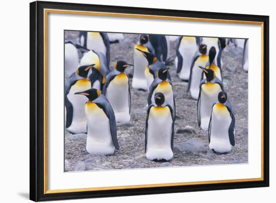 King Penguin-DLILLC-Framed Photographic Print