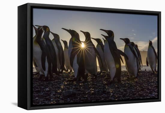 King Penguins (Aptenodytes Patagonicus) at Sunrise, in St. Andrews Bay, South Georgia-Michael Nolan-Framed Premier Image Canvas