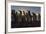 King Penguins (Aptenodytes Patagonicus) at Sunrise, in St. Andrews Bay, South Georgia-Michael Nolan-Framed Photographic Print