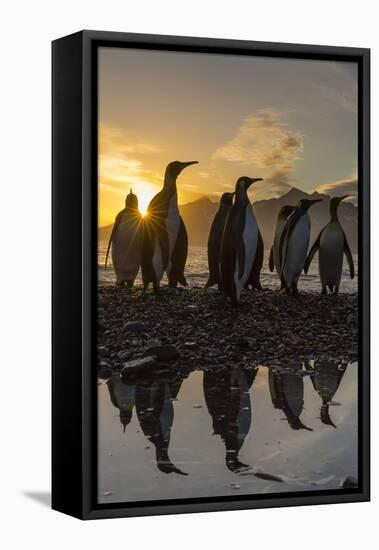 King Penguins (Aptenodytes Patagonicus) at Sunrise, in St. Andrews Bay, South Georgia-Michael Nolan-Framed Premier Image Canvas