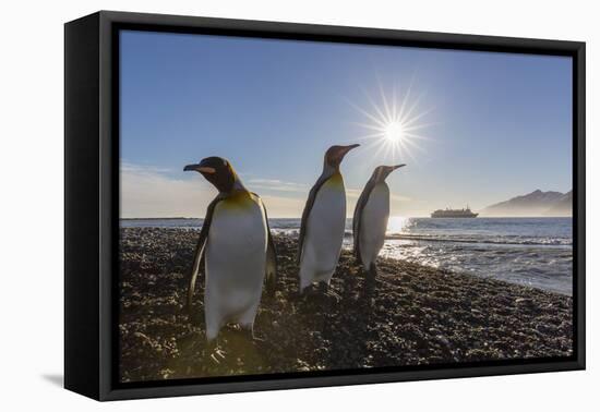 King Penguins (Aptenodytes Patagonicus) at Sunrise, in St. Andrews Bay, South Georgia-Michael Nolan-Framed Premier Image Canvas