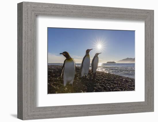 King Penguins (Aptenodytes Patagonicus) at Sunrise, in St. Andrews Bay, South Georgia-Michael Nolan-Framed Photographic Print