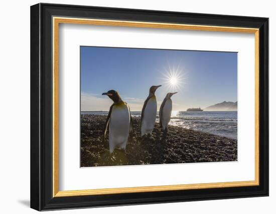 King Penguins (Aptenodytes Patagonicus) at Sunrise, in St. Andrews Bay, South Georgia-Michael Nolan-Framed Photographic Print