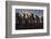 King Penguins (Aptenodytes Patagonicus) at Sunrise, in St. Andrews Bay, South Georgia-Michael Nolan-Framed Photographic Print