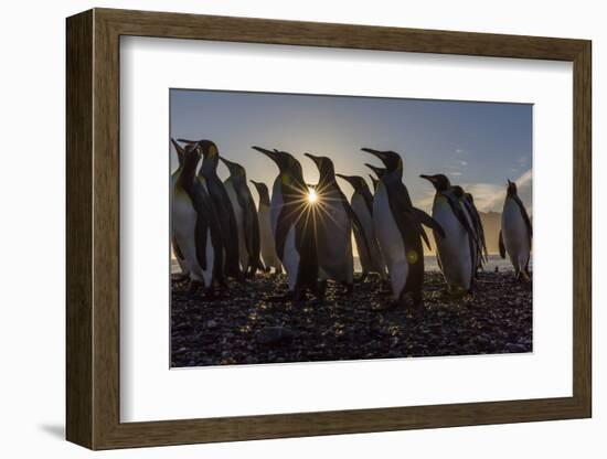 King Penguins (Aptenodytes Patagonicus) at Sunrise, in St. Andrews Bay, South Georgia-Michael Nolan-Framed Photographic Print