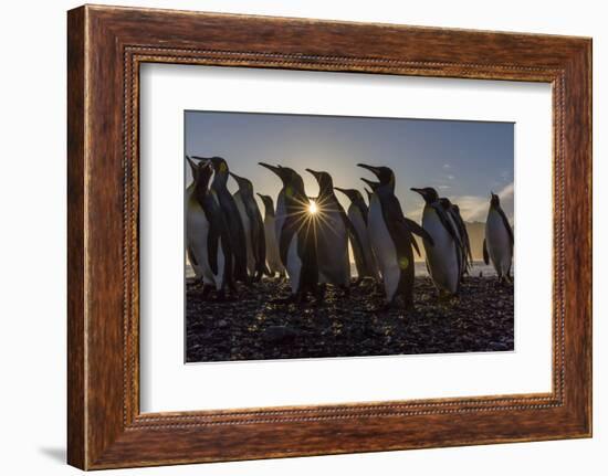 King Penguins (Aptenodytes Patagonicus) at Sunrise, in St. Andrews Bay, South Georgia-Michael Nolan-Framed Photographic Print