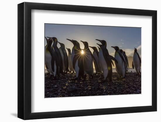 King Penguins (Aptenodytes Patagonicus) at Sunrise, in St. Andrews Bay, South Georgia-Michael Nolan-Framed Photographic Print