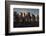 King Penguins (Aptenodytes Patagonicus) at Sunrise, in St. Andrews Bay, South Georgia-Michael Nolan-Framed Photographic Print