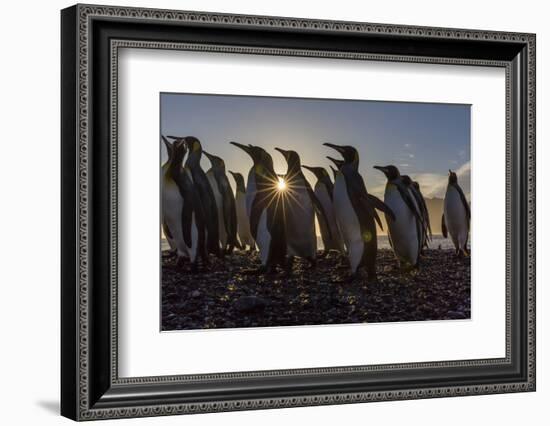 King Penguins (Aptenodytes Patagonicus) at Sunrise, in St. Andrews Bay, South Georgia-Michael Nolan-Framed Photographic Print