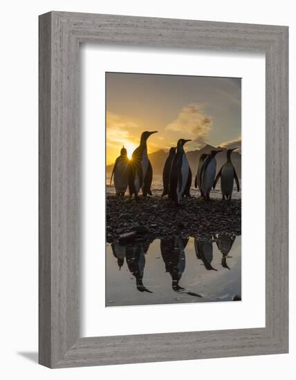 King Penguins (Aptenodytes Patagonicus) at Sunrise, in St. Andrews Bay, South Georgia-Michael Nolan-Framed Photographic Print