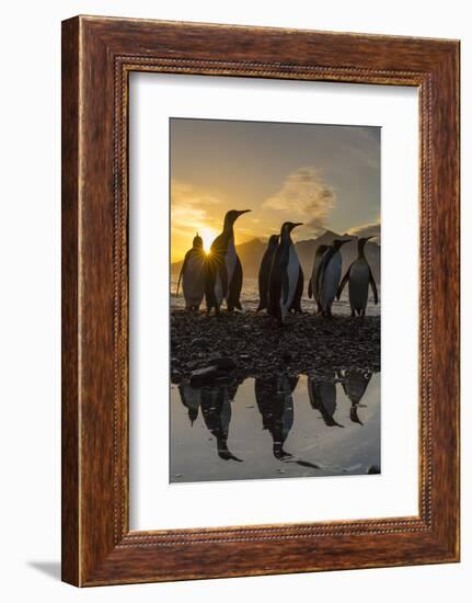 King Penguins (Aptenodytes Patagonicus) at Sunrise, in St. Andrews Bay, South Georgia-Michael Nolan-Framed Photographic Print