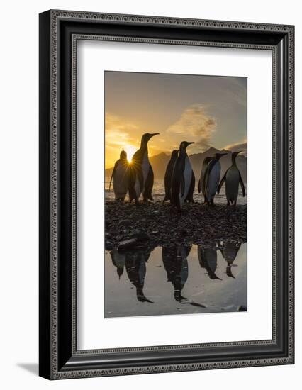 King Penguins (Aptenodytes Patagonicus) at Sunrise, in St. Andrews Bay, South Georgia-Michael Nolan-Framed Photographic Print