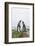 King Penguins (Aptenodytes Patagonicus) Courtship Display on the Beach-Michael Nolan-Framed Photographic Print