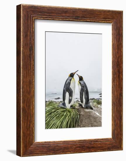 King Penguins (Aptenodytes Patagonicus) Courtship Display on the Beach-Michael Nolan-Framed Photographic Print