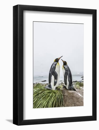 King Penguins (Aptenodytes Patagonicus) Courtship Display on the Beach-Michael Nolan-Framed Photographic Print