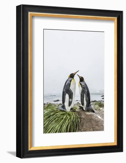 King Penguins (Aptenodytes Patagonicus) Courtship Display on the Beach-Michael Nolan-Framed Photographic Print