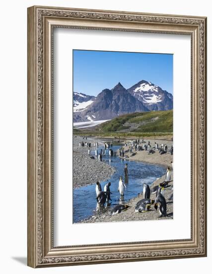 King penguins (Aptenodytes patagonicus) in beautiful scenery, Salisbury Plain, South Georgia, Antar-Michael Runkel-Framed Photographic Print