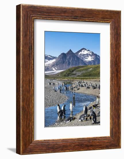 King penguins (Aptenodytes patagonicus) in beautiful scenery, Salisbury Plain, South Georgia, Antar-Michael Runkel-Framed Photographic Print