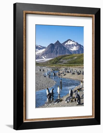 King penguins (Aptenodytes patagonicus) in beautiful scenery, Salisbury Plain, South Georgia, Antar-Michael Runkel-Framed Photographic Print