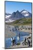 King penguins (Aptenodytes patagonicus) in beautiful scenery, Salisbury Plain, South Georgia, Antar-Michael Runkel-Mounted Photographic Print