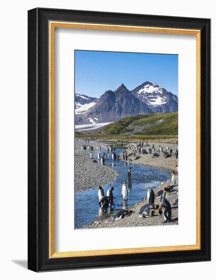 King penguins (Aptenodytes patagonicus) in beautiful scenery, Salisbury Plain, South Georgia, Antar-Michael Runkel-Framed Photographic Print