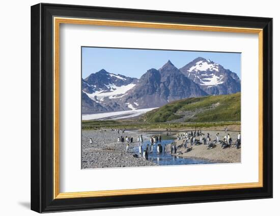 King penguins (Aptenodytes patagonicus) in beautiful scenery, Salisbury Plain, South Georgia, Antar-Michael Runkel-Framed Photographic Print