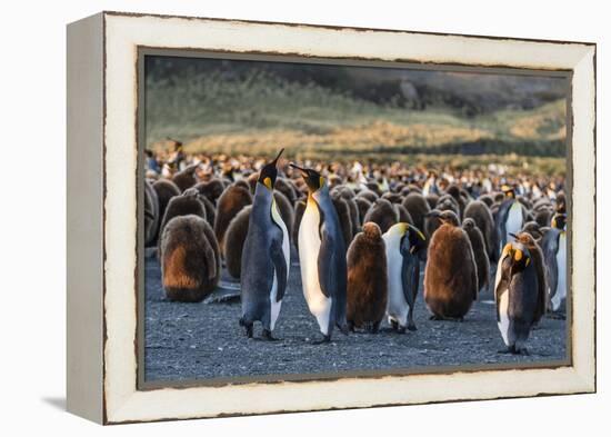 King Penguins (Aptenodytes Patagonicus) in Early Morning Light at Gold Harbor, South Georgia-Michael Nolan-Framed Premier Image Canvas