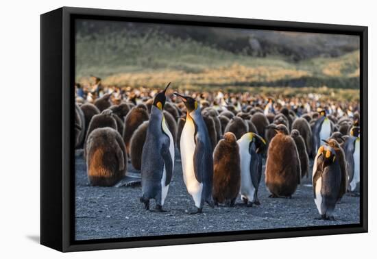 King Penguins (Aptenodytes Patagonicus) in Early Morning Light at Gold Harbor, South Georgia-Michael Nolan-Framed Premier Image Canvas