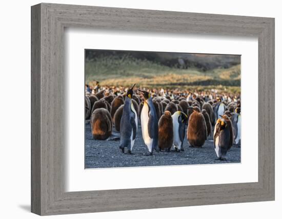 King Penguins (Aptenodytes Patagonicus) in Early Morning Light at Gold Harbor, South Georgia-Michael Nolan-Framed Photographic Print