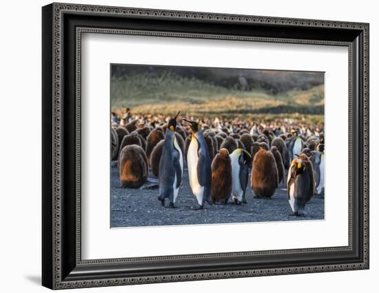 King Penguins (Aptenodytes Patagonicus) in Early Morning Light at Gold Harbor, South Georgia-Michael Nolan-Framed Photographic Print