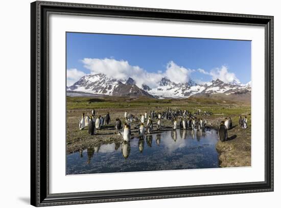 King Penguins (Aptenodytes Patagonicus) in Early Morning Light at St. Andrews Bay, South Georgia-Michael Nolan-Framed Photographic Print