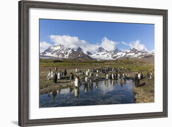 King Penguins (Aptenodytes Patagonicus) in Early Morning Light at St. Andrews Bay, South Georgia-Michael Nolan-Framed Photographic Print