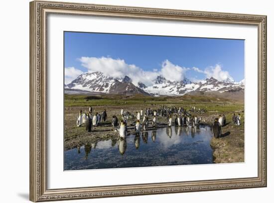 King Penguins (Aptenodytes Patagonicus) in Early Morning Light at St. Andrews Bay, South Georgia-Michael Nolan-Framed Photographic Print