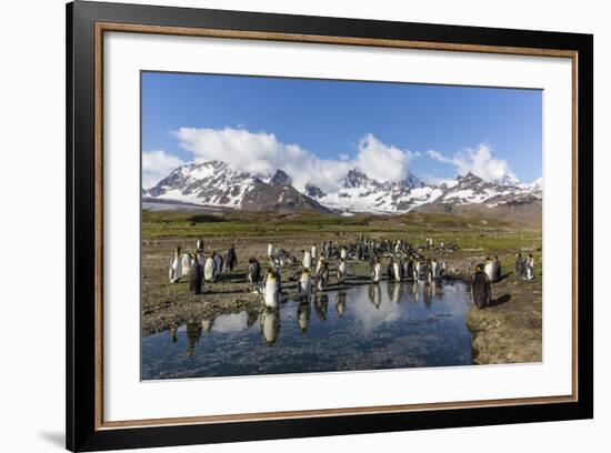 King Penguins (Aptenodytes Patagonicus) in Early Morning Light at St. Andrews Bay, South Georgia-Michael Nolan-Framed Photographic Print