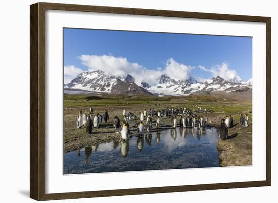 King Penguins (Aptenodytes Patagonicus) in Early Morning Light at St. Andrews Bay, South Georgia-Michael Nolan-Framed Photographic Print