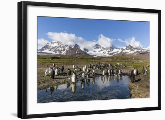 King Penguins (Aptenodytes Patagonicus) in Early Morning Light at St. Andrews Bay, South Georgia-Michael Nolan-Framed Photographic Print