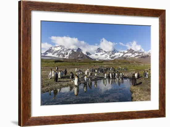 King Penguins (Aptenodytes Patagonicus) in Early Morning Light at St. Andrews Bay, South Georgia-Michael Nolan-Framed Photographic Print