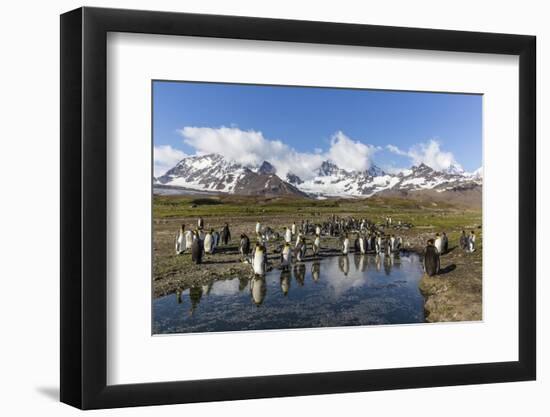 King Penguins (Aptenodytes Patagonicus) in Early Morning Light at St. Andrews Bay, South Georgia-Michael Nolan-Framed Photographic Print