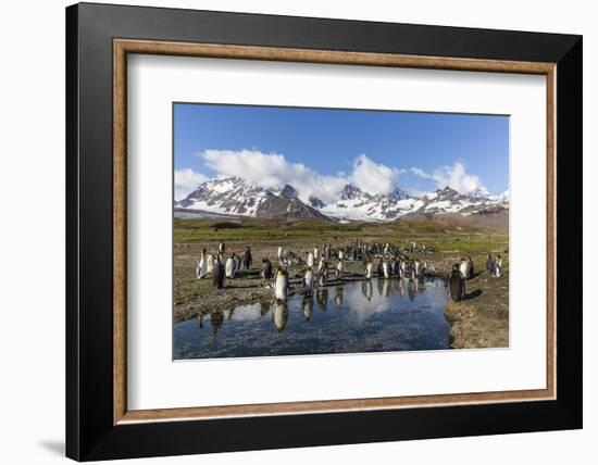 King Penguins (Aptenodytes Patagonicus) in Early Morning Light at St. Andrews Bay, South Georgia-Michael Nolan-Framed Photographic Print