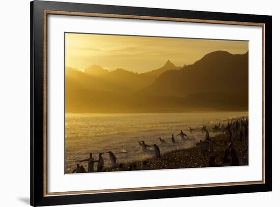 King Penguins (Aptenodytes Patagonicus) On Beach At Sunrise, South Georgia Island, March-Russell Laman-Framed Photographic Print