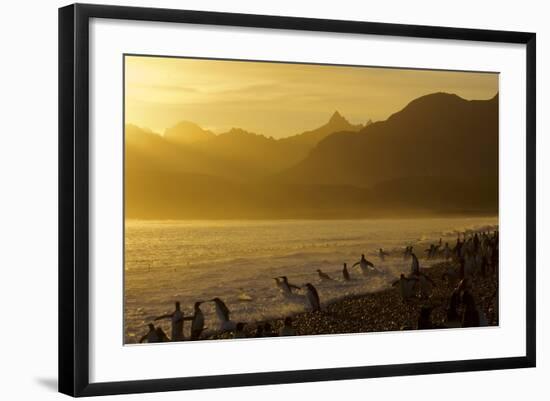 King Penguins (Aptenodytes Patagonicus) On Beach At Sunrise, South Georgia Island, March-Russell Laman-Framed Photographic Print