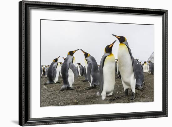 King Penguins (Aptenodytes Patagonicus) on the Beach at Gold Harbour, South Georgia, Polar Regions-Michael Nolan-Framed Photographic Print