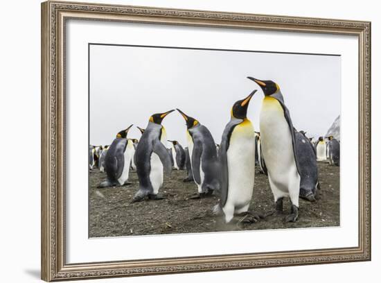 King Penguins (Aptenodytes Patagonicus) on the Beach at Gold Harbour, South Georgia, Polar Regions-Michael Nolan-Framed Photographic Print