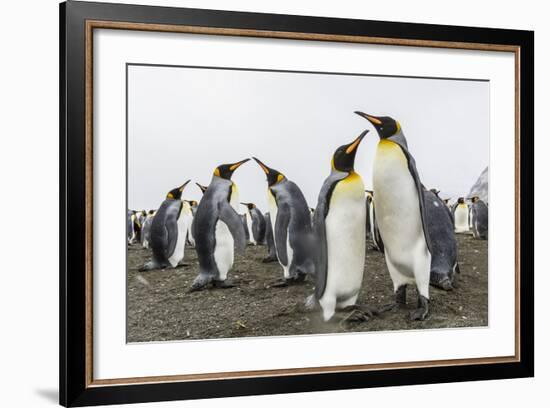 King Penguins (Aptenodytes Patagonicus) on the Beach at Gold Harbour, South Georgia, Polar Regions-Michael Nolan-Framed Photographic Print