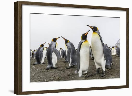 King Penguins (Aptenodytes Patagonicus) on the Beach at Gold Harbour, South Georgia, Polar Regions-Michael Nolan-Framed Photographic Print