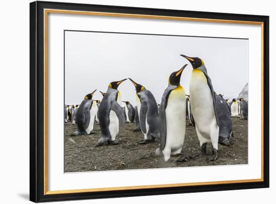 King Penguins (Aptenodytes Patagonicus) on the Beach at Gold Harbour, South Georgia, Polar Regions-Michael Nolan-Framed Photographic Print