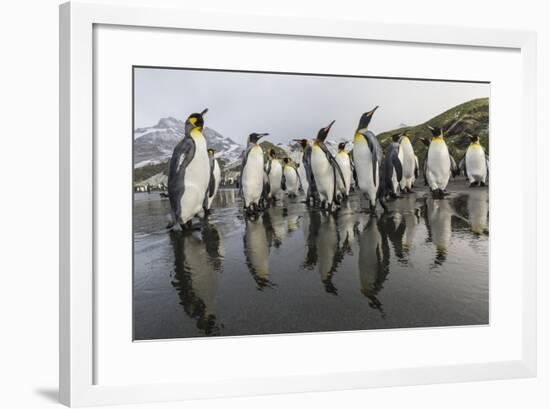 King Penguins (Aptenodytes Patagonicus) on the Beach at Gold Harbour, South Georgia, Polar Regions-Michael Nolan-Framed Photographic Print