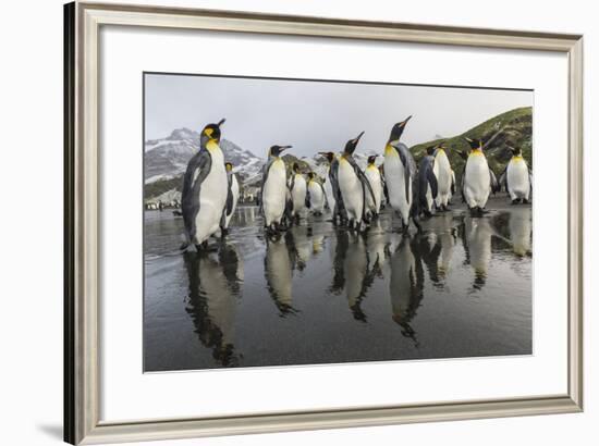 King Penguins (Aptenodytes Patagonicus) on the Beach at Gold Harbour, South Georgia, Polar Regions-Michael Nolan-Framed Photographic Print