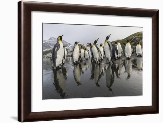 King Penguins (Aptenodytes Patagonicus) on the Beach at Gold Harbour, South Georgia, Polar Regions-Michael Nolan-Framed Photographic Print