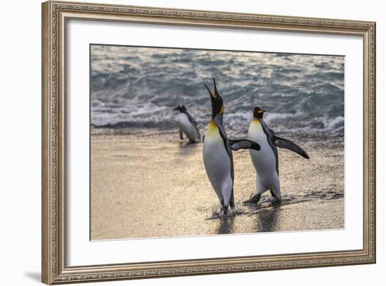 King Penguins (Aptenodytes Patagonicus) Returning from the Sea at Gold Harbour, Polar Regions-Michael Nolan-Framed Photographic Print